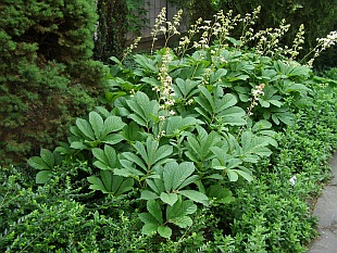 Rodgersia aesculifolia - rodgersie