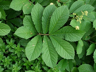 Rodgersia aesculifolia - rodgersie