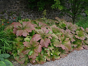 Rodgersia podophylla 'Rotlaub' - rodgersie