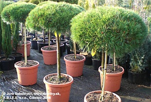 Pinus nigra 'Brepo'® - borovica Brepo