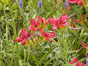 Nenáročné kvetoucí trvalky:  Hemerocallis - denivka