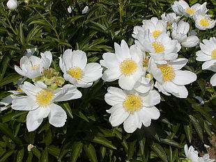 Paeonia lactiflora - pivoňka