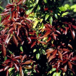 Pieris japonica 'Mountain Fire' - pieris japonský