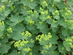 Půdopokryvné rostliny: Alchemilla mollis - kontryhel měkký