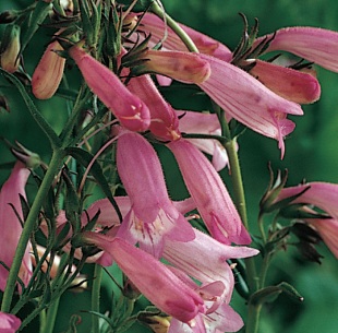 Penstemon 'Evelyn' - dračík (READERS DIGEST VÝBĚR)