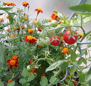 Prevence a ochrana zeleniny a ovoce - aksamitník je vhodným partnerem
