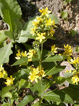 Lysimachia vulgaris - vrbina obecná