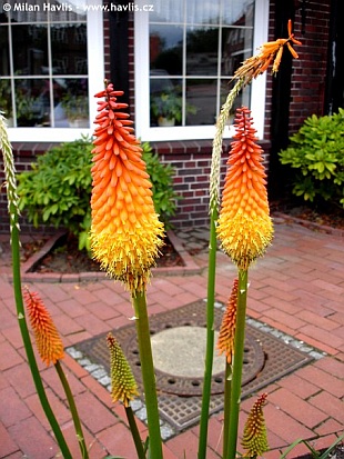 Kniphofia 'Alcazar' - mnohokvět