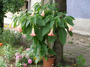 Přehled zahradních a balkóvých rostlin: Brugmansia  - datura
