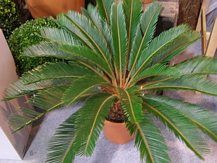 Jehličnany: Cycas - cykas