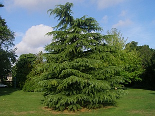 Jehličnany: Cedrus - cedr