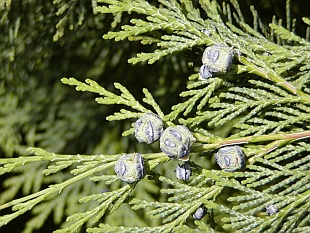 Jehličnany: Chamaecyparis - cypřišek