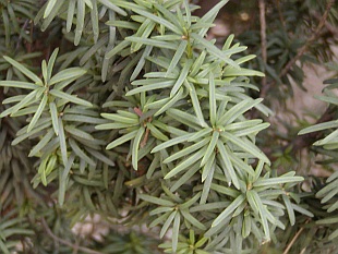 Jehličnany: Cephalotaxus - hlavotis