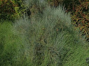 Jehličnany: Ephedra - chvojník