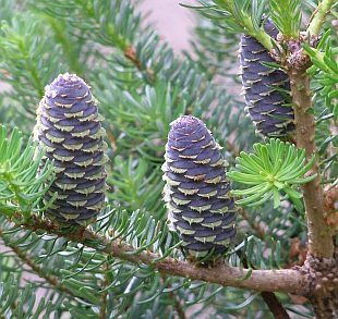 Jehličnany:  Abies koreana - jedle korejská