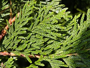 Jehličnany:  Thuja plicata - zerav obrovský