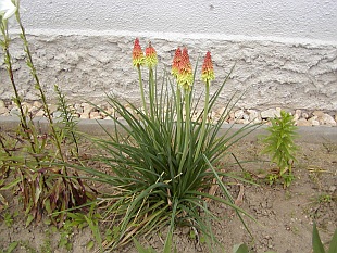 Trvalky: Kniphofia - mnohokvět