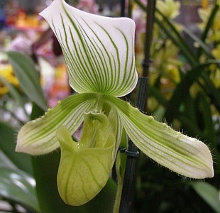 Paphiopedilum - střevičníkovec