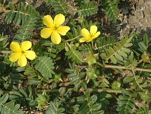 Tribulus terrestris - kotvičník zemní (TIP ZC CS)