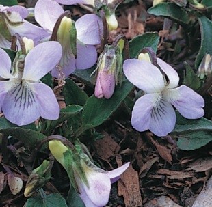 Viola odorata - violka vonná (READERS DIGEST VÝBĚR)