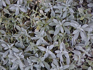 Cerastium - rožec