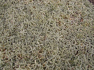 Cerastium - rožec