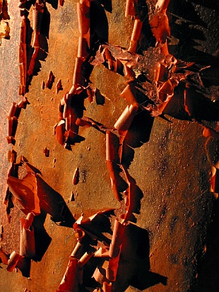 Dřeviny v zimě: Acer griseum (TIP ZC CS)