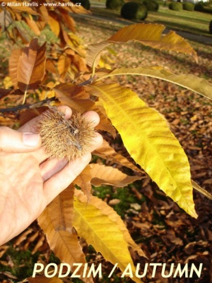 Castanea sativa - kaštanovník jedlý