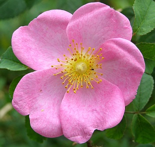 Rosa gallica - růže galská
