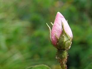 Rosa gallica - růže galská