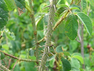 Rosa gallica - růže galská