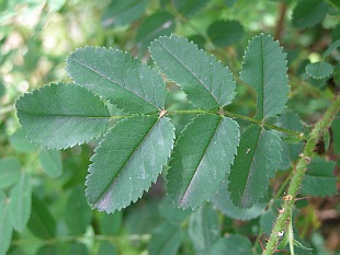 Rosa pimpinellifolia - růže bedrníkolistá