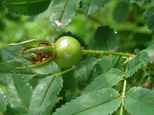 Rosa pimpinellifolia - růže bedrníkolistá