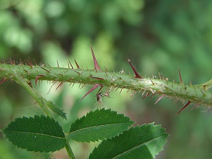 Rosa pimpinellifolia - růže bedrníkolistá