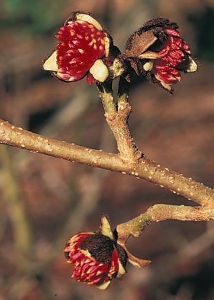 Parrotia persica - parrotie perská (READERS DIGEST VÝBĚR)