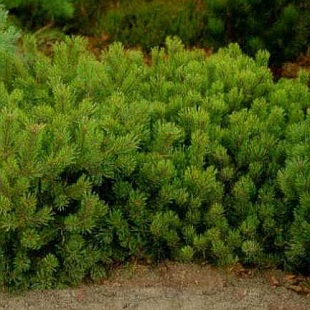 Pinus mugo var. pumilio - borovice kleč