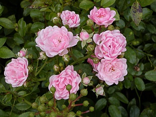 Rosa 'The Fairy' - růže [pokryvné růže]