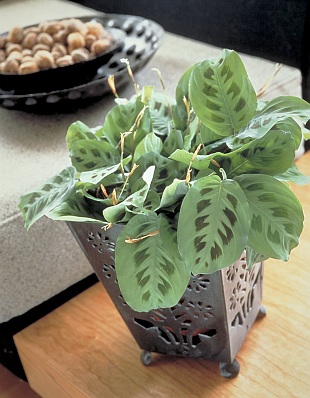 Maranta leuconeura - maranta