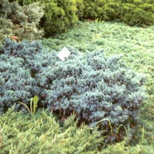 Juniperus squamata 'Blue Star' - jalovec šupinatý