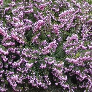 Erica carnea - vřesovec pleťový
