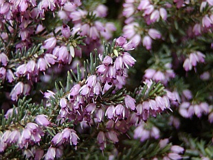 Erica carnea - vřesovec pleťový