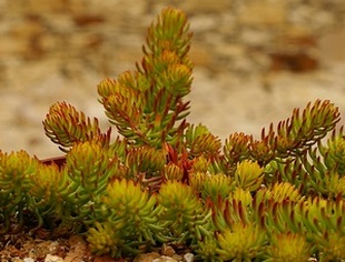 Sedum rupestre 'Angelina'  - rozchodník suchomilný