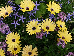 Balkonovky - žluté Osteospermum (TIP ZC CS)
