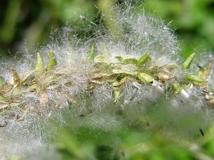 Salix alba - vrba bílá