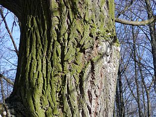 Salix alba 'Tristis' - vrba bílá