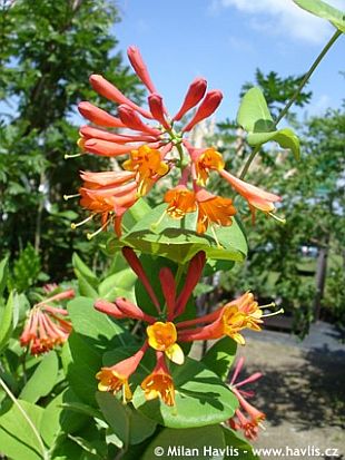 Lonicera x brownii 'Dropmore Scarlet' - zimolez Brownův