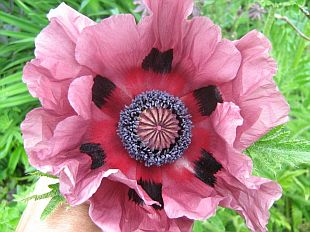 Papaver orientale 'Patty´s Plum' - mák východní