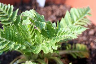 Papaver orientale 'Patty´s Plum' - mák východní