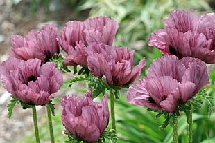 Papaver orientale 'Patty´s Plum' - mák východní
