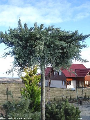 Juniperus virginiana 'Grey Owl' - jalovec viržinský
